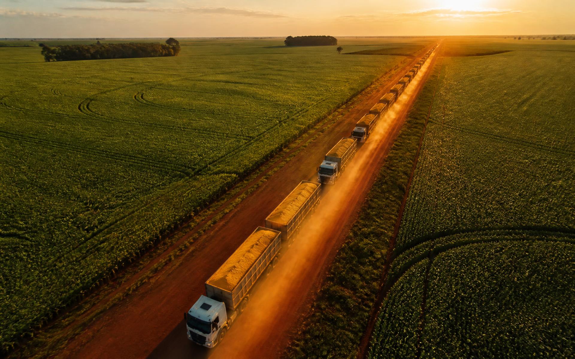 Comboio de carretas basculantes em estrada de terra ao amanhecer
